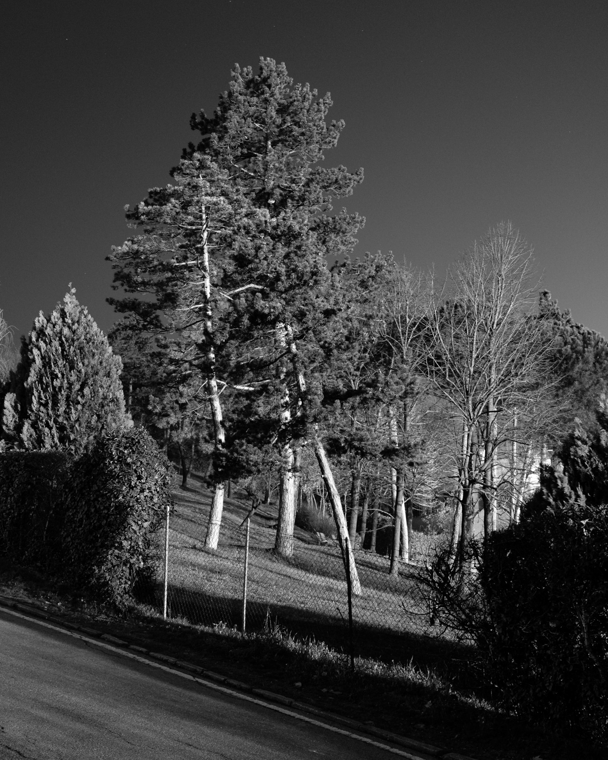 Gli alberi non dormono