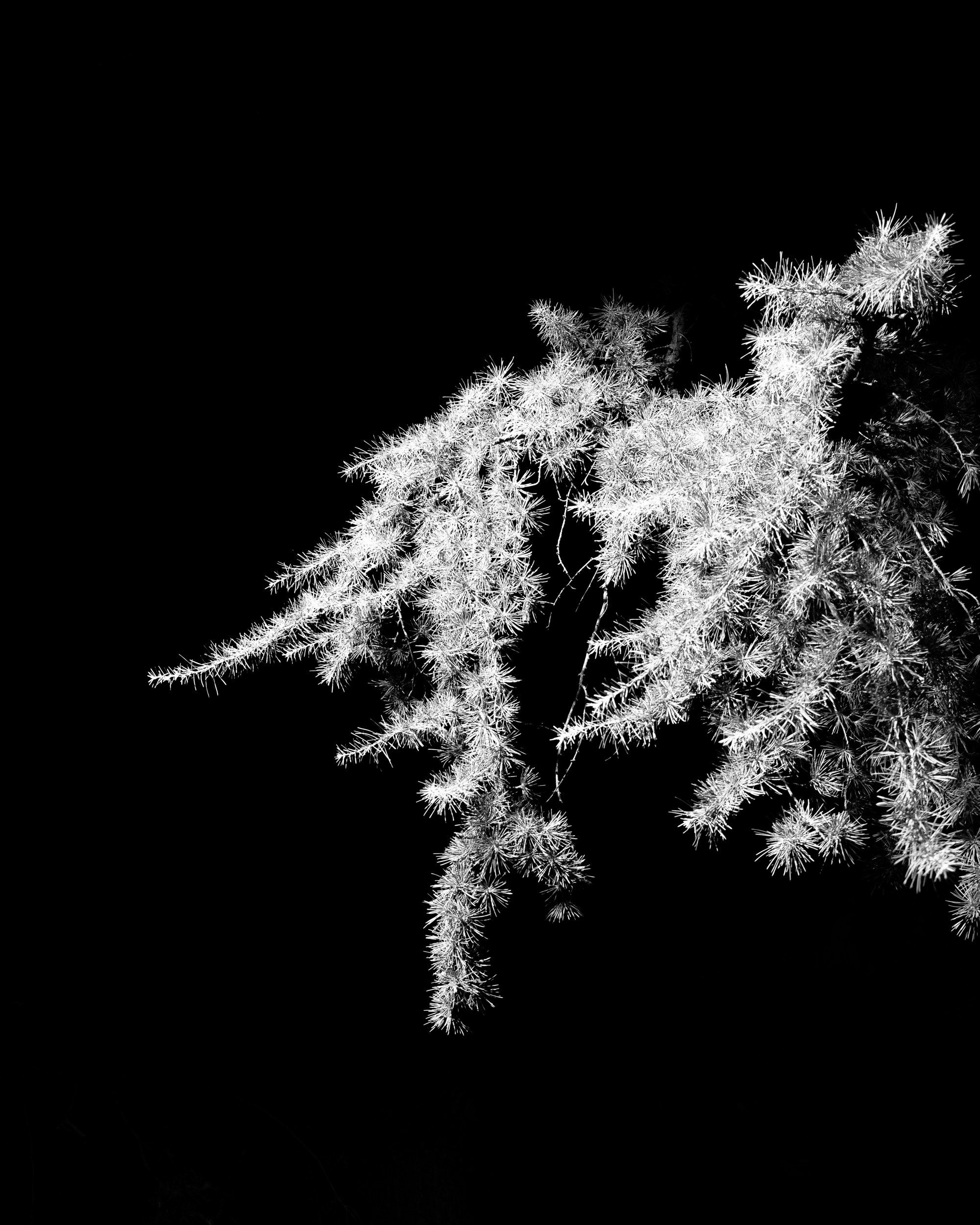 Gli alberi non dormono