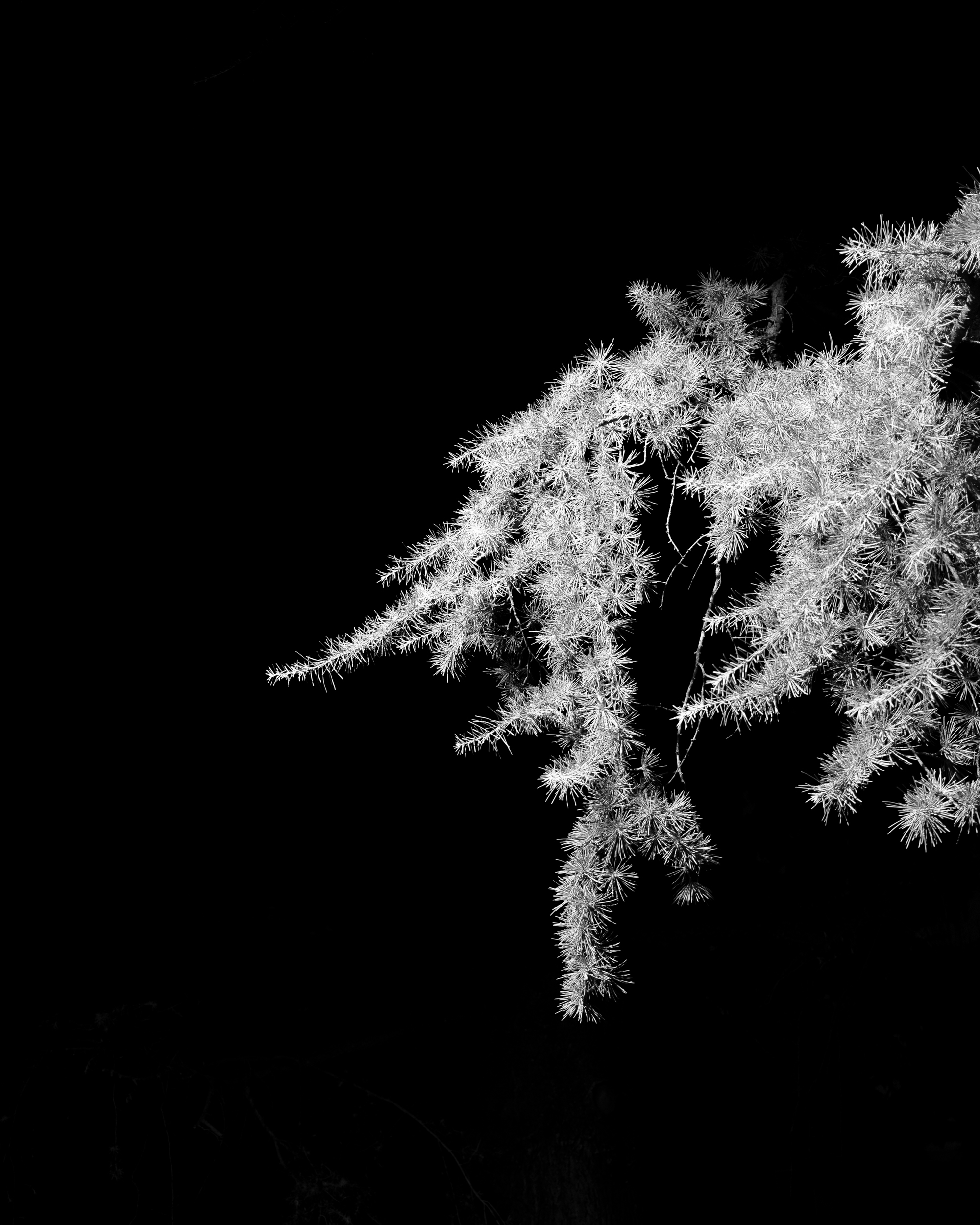 Gli alberi non dormono