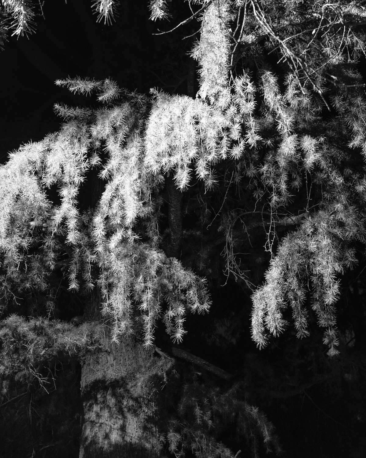 Gli alberi non dormono